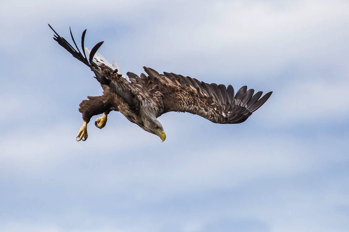 lofoten white-tailed eagle